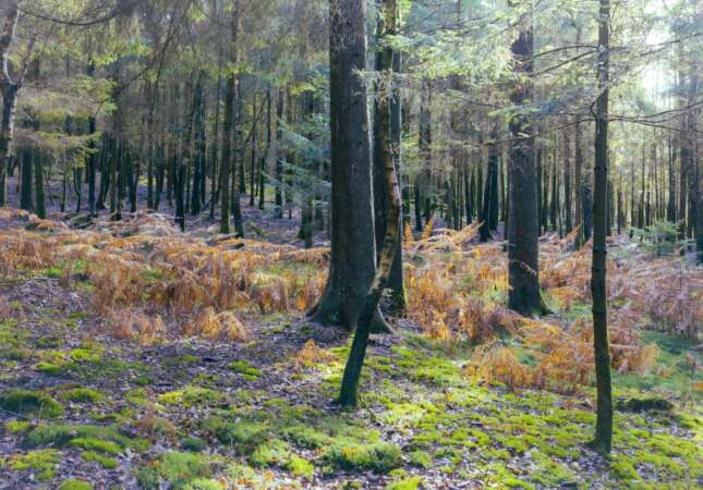 Prachtige-natuur-Ardennen