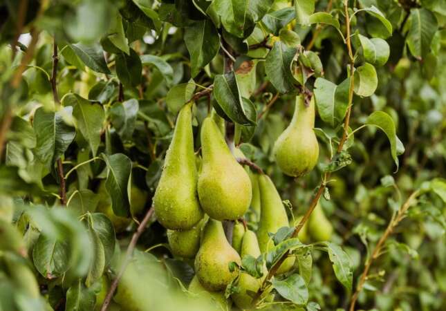 Op pad tussen de fruitbomen.