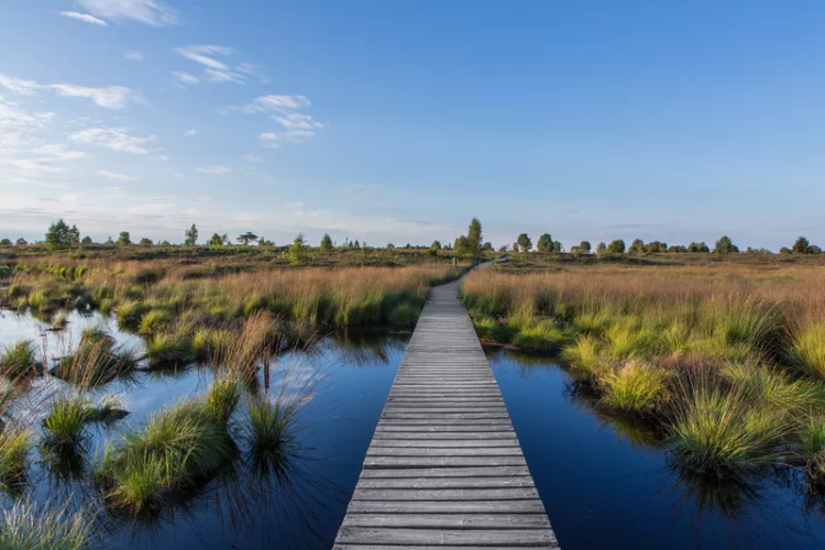 Hautes Fagnes